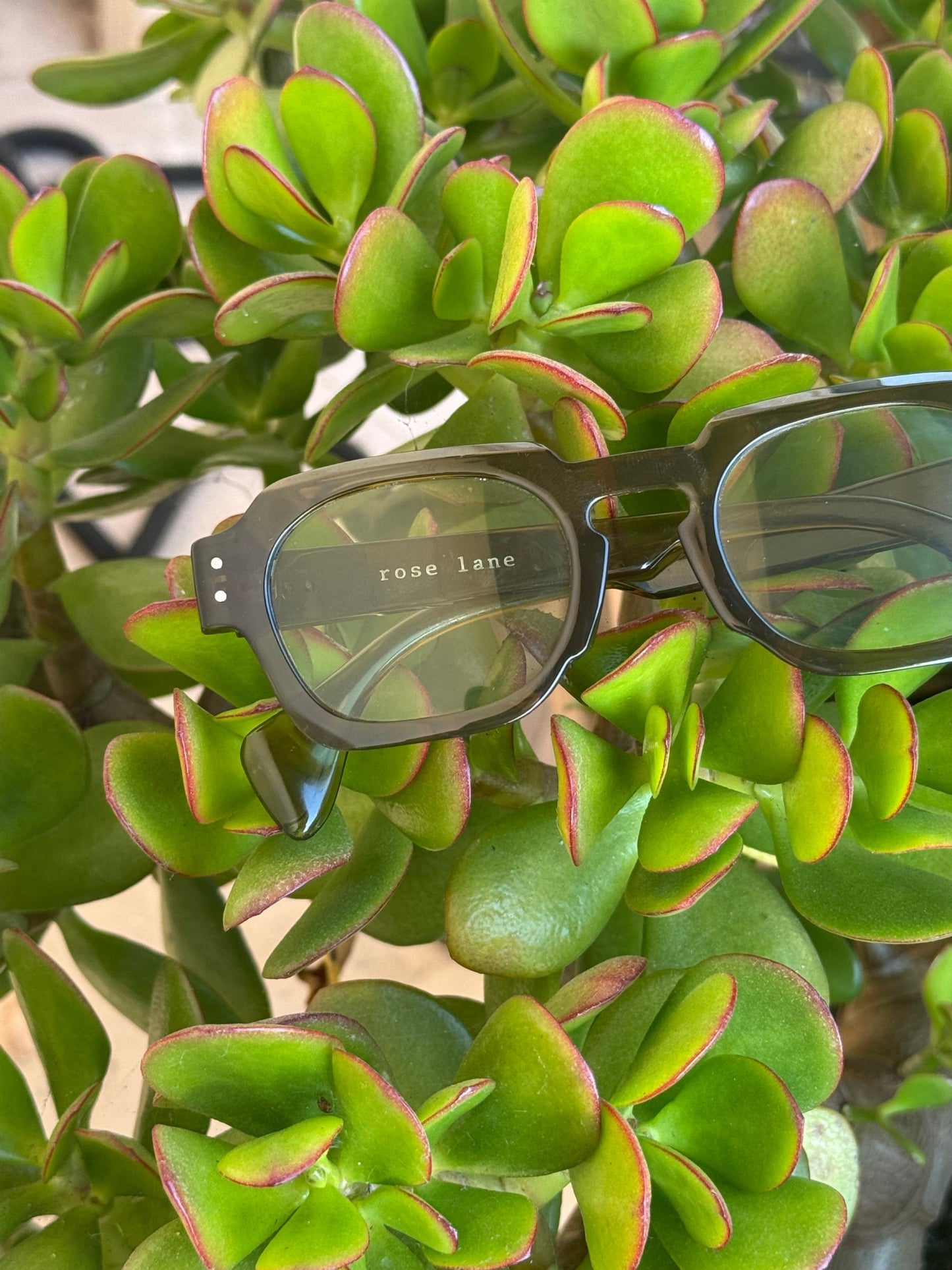 Alfalfa Sunglass